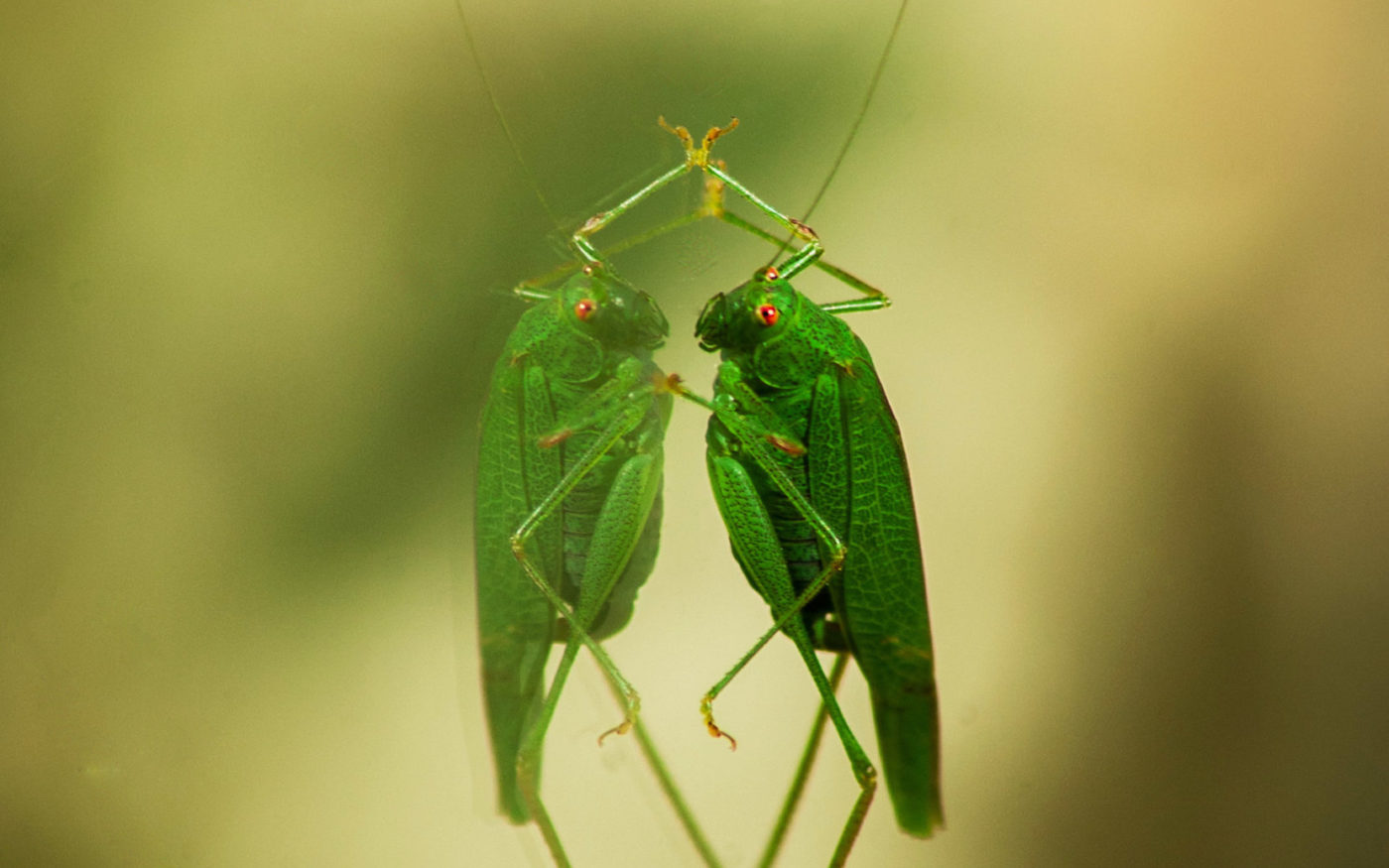 Green locust on a window